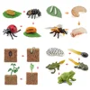 Simulated small animal model toy growth life cycle frog turtle chicken Montessori aids preschool cognitive Toys 2