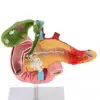 Human Duodenum Statue Lifesize Human Pancreas Duodenum Gallbladder Model with Vessels & Nerves for School Teaching Aid 6