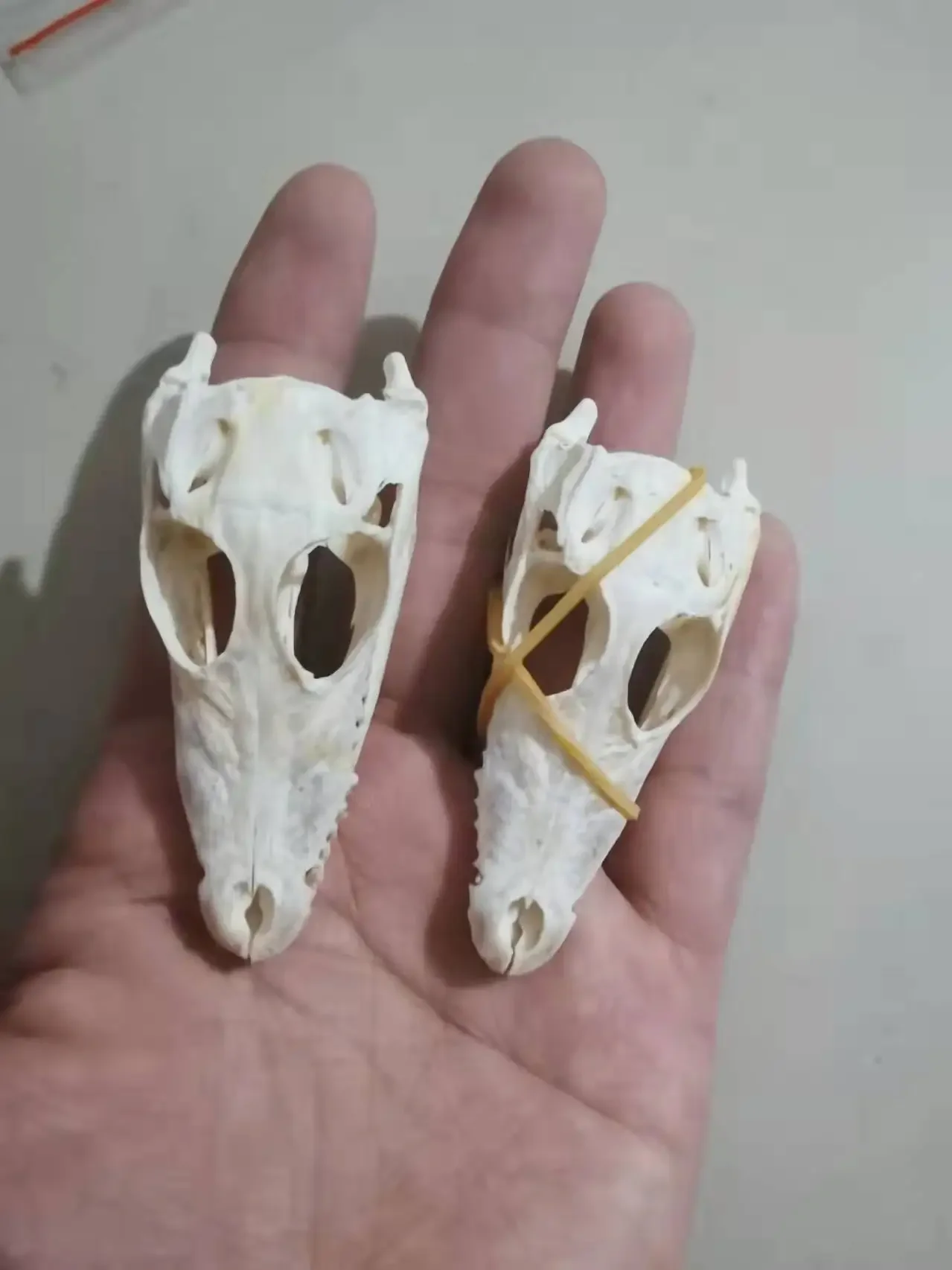 Animal Skullsmall Ornaments Crocodile Ornament Specimen Key Buckle Creative and Personalized Decorations Handicrafts Gifts 3
