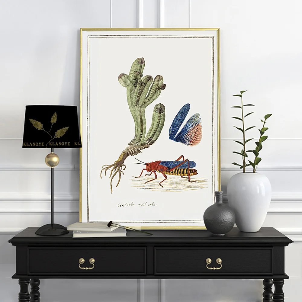 Robert Jacob Gordon Poster Crassula Piramidalis Thunb Dictyophorus Spumans Canvas Painting Art Print Wall Picture Home Decor