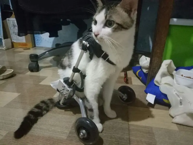 Cat wheelchair paralyzed cat scooter disabled cat assisted hind limb exercise car broken leg dog pet car pet wheelchair