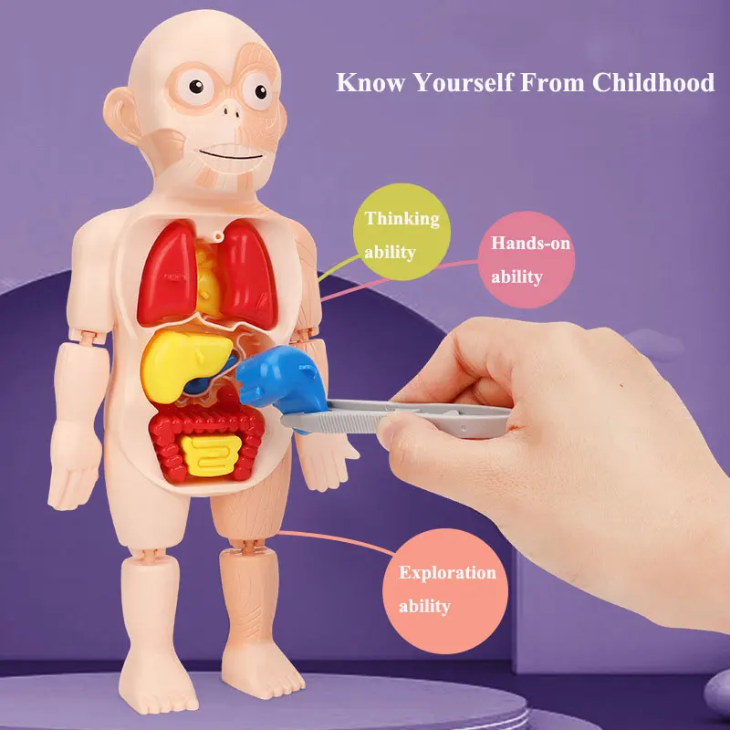 3D Puzzle Human Body Anatomy Model Kid Montessori Learning Educational Organ Assembled Toy Teaching Tool For Children STEAM Gift 2