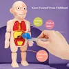 3D Puzzle Human Body Anatomy Model Kid Montessori Learning Educational Organ Assembled Toy Teaching Tool For Children STEAM Gift 2