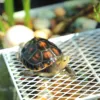 Metal Turtle Suthing Platform Fi Tank Deep Water Non-Suction Ba Suthing Floating Island Pet Fi Care Equipment 3