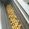 Brush roller type potatoes yam root vegetables fruit washing peeling cutting machine carrot washer walnut cleaning machine 5
