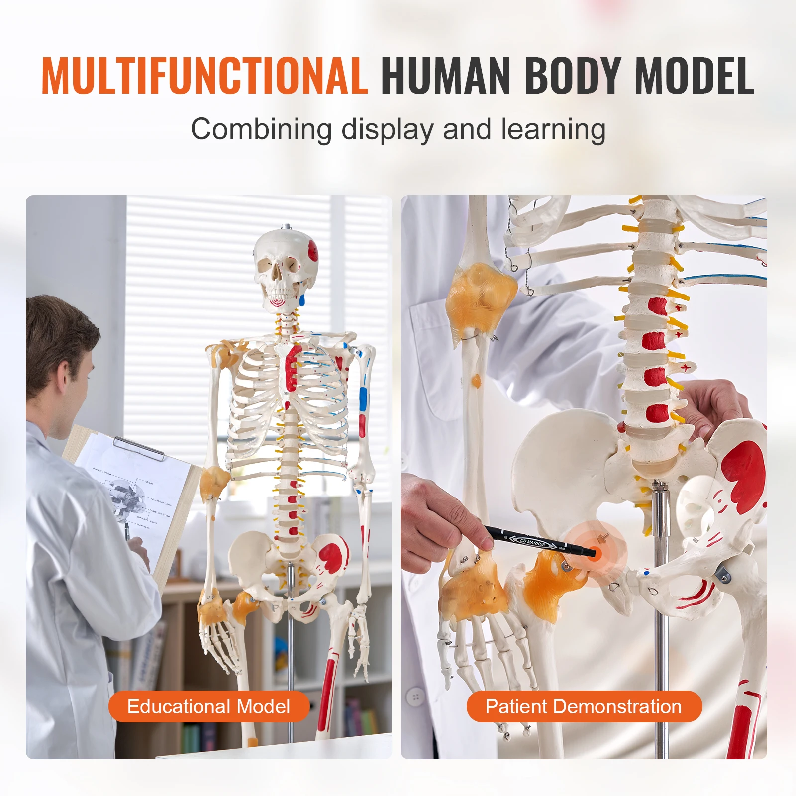 VEVOR Human Skeleton Model for Anatomy 71.65" Life Size PVC Anatomy Skeleton Model with Movable Arms Legs & Jaw for Teaching