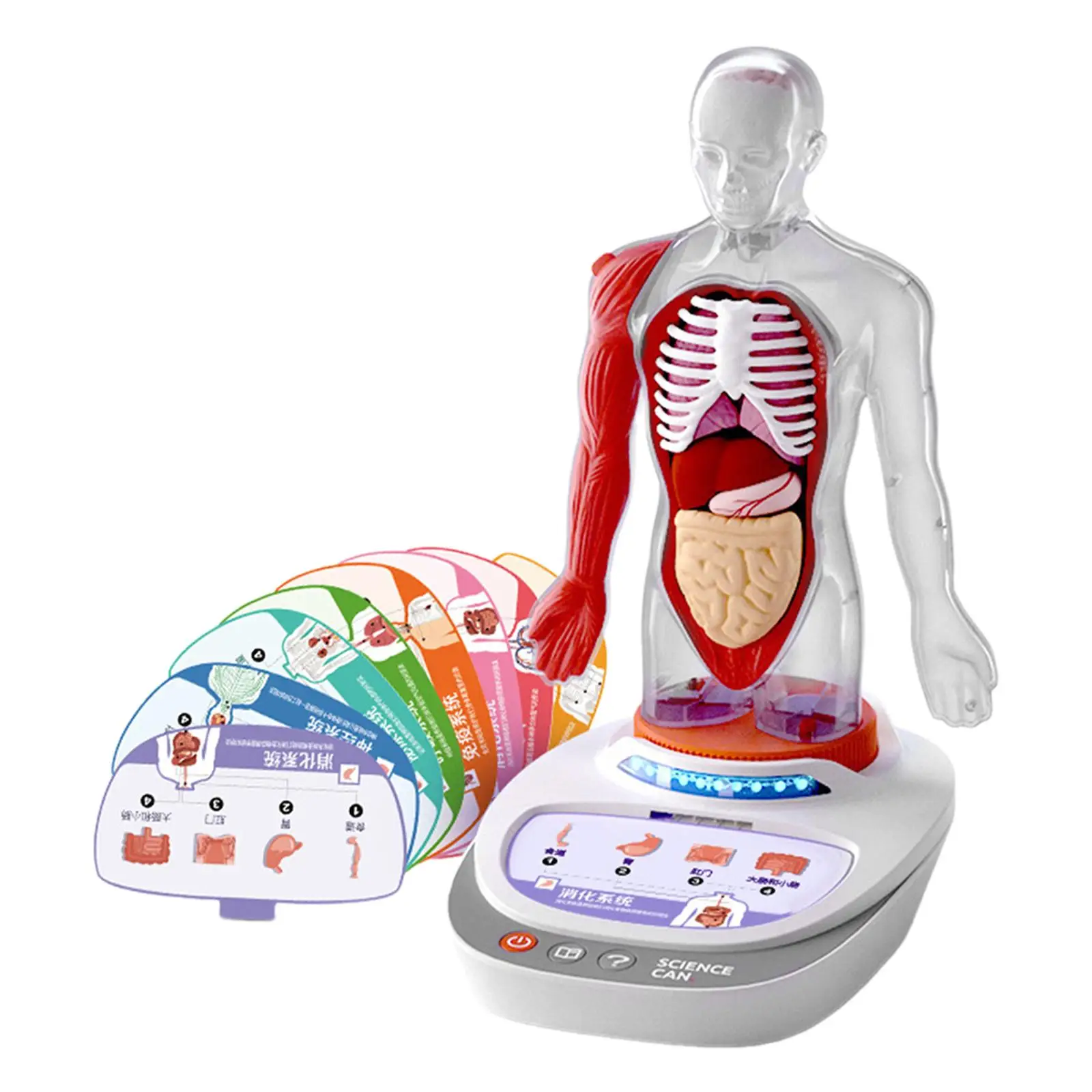 Human Body Model for Kids Teaching Aid Rotatable Model Human Body Puzzle Kits for Kids for Study Class Students Preschool Child Human Body Model for Kids Teaching Aid Rotatable Model Human Body Puzzle Kits for Kids for Study Class Students Preschool Child