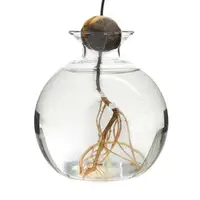 Transparent Glass Vase Avocado Seed Starters Vase Seed Growing Kit Avocado Vase For Growing Gift For Gardening Lovers Home Decor 2