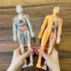 Human Torso Model Children DIY Assembled 3D Puzzle Human with Removable Organ Early Science Education Kid School Medical for Kid 6