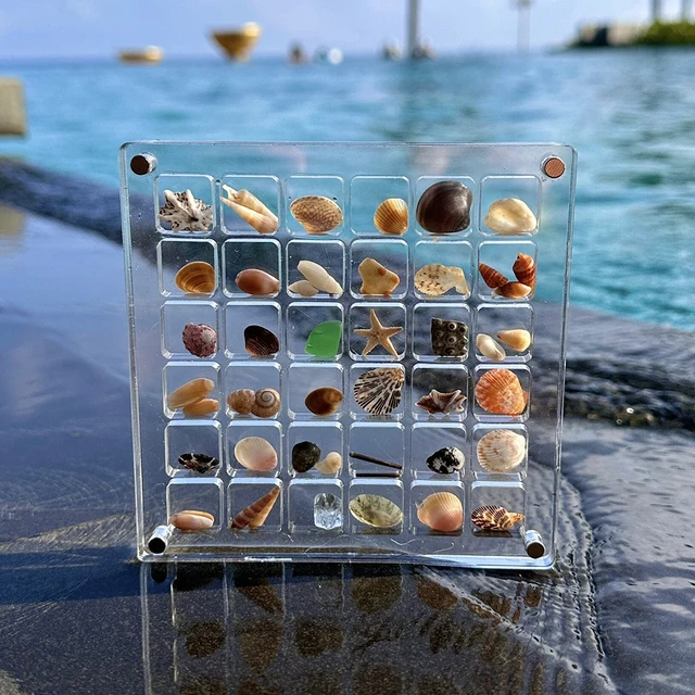Caja de exhibición de conchas marinas magnéticas acrílicas, caja de almacenamiento de diamantes, caja de almacenamiento de conchas transparentes, almacenamiento de joyas