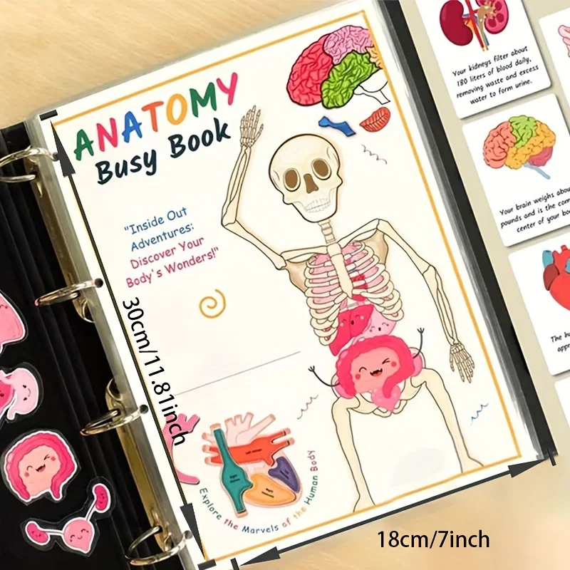 Human Anatomy Busy Book 1