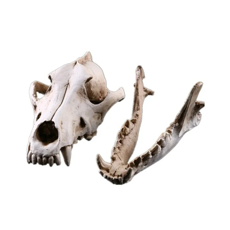 

Модель черепа животного, аксессуары для дома из смолы, аксессуары Jackal, аксессуары для дома, украшение для гостиной