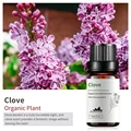 Clove
