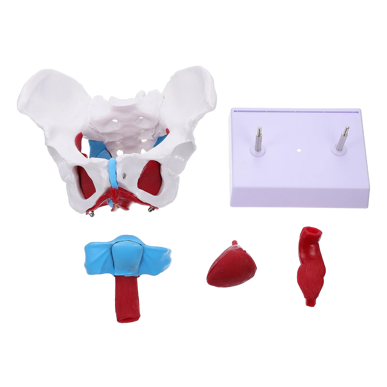 

Pelvic Uterus Model Tool Accessories Medical Teaching Aid Muscle Anatomical Earth Tones Female Pelvis Pvc Skeletal