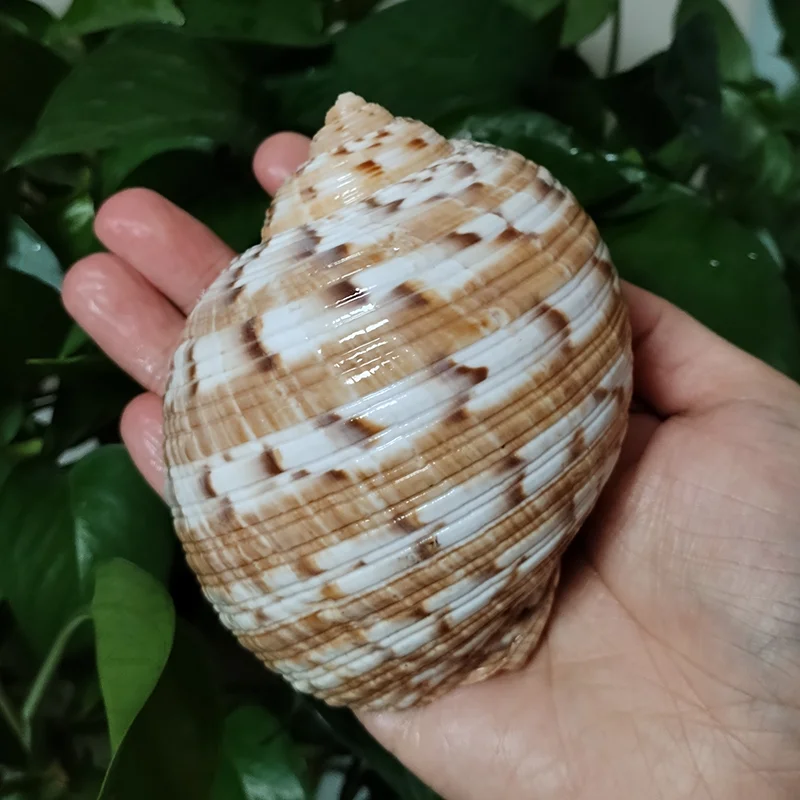 Conch Shell Decoration 9-10CM Tonna Dolium Shell Big Partridge Tun Seashell for Collection Wedding Decorations Fish Tank DIY Party and Table Decor