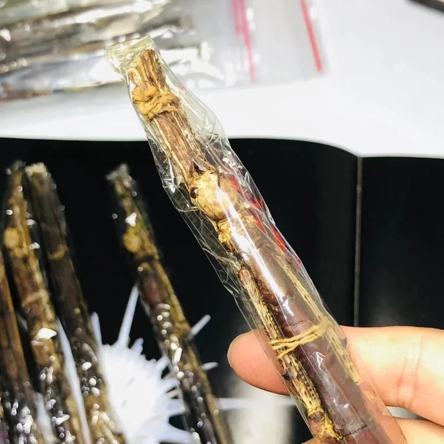 Thai Giant Mimic Bamboo Stick Insect Specimen Decoration Real Insect Display Research Photography Taxidermy 4
