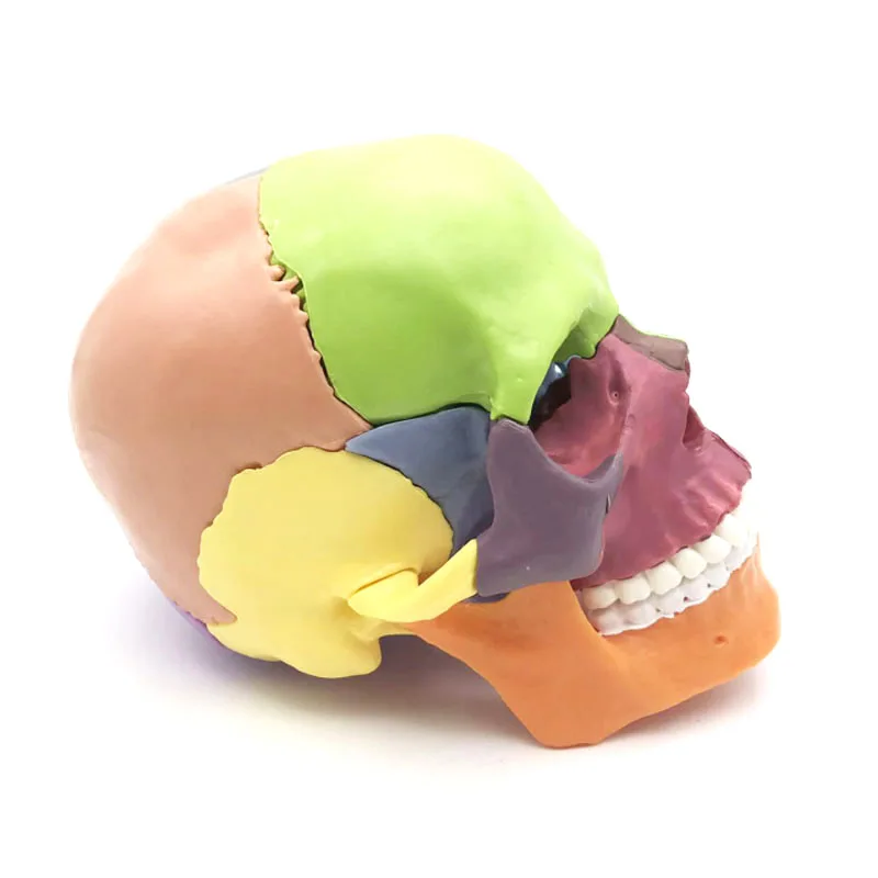 

1/2 Size 15 Parts Color Detachable Skull Disassembly Model for Dental Teaching Aids