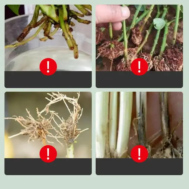 Gyökérhormonok Dugványokhoz Hidroponikus Növényi Oldat Kert Fa Gyökér Stimulátor Tápanyag -Műtrágya - Image 6