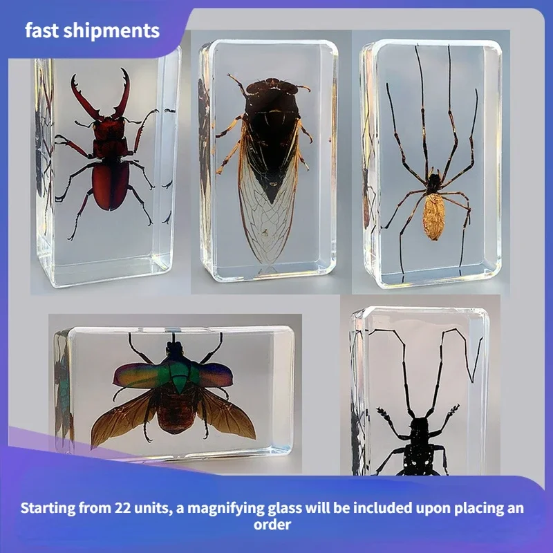 29 new real insect specimens resin sacred beetle specimen beetle flower ...