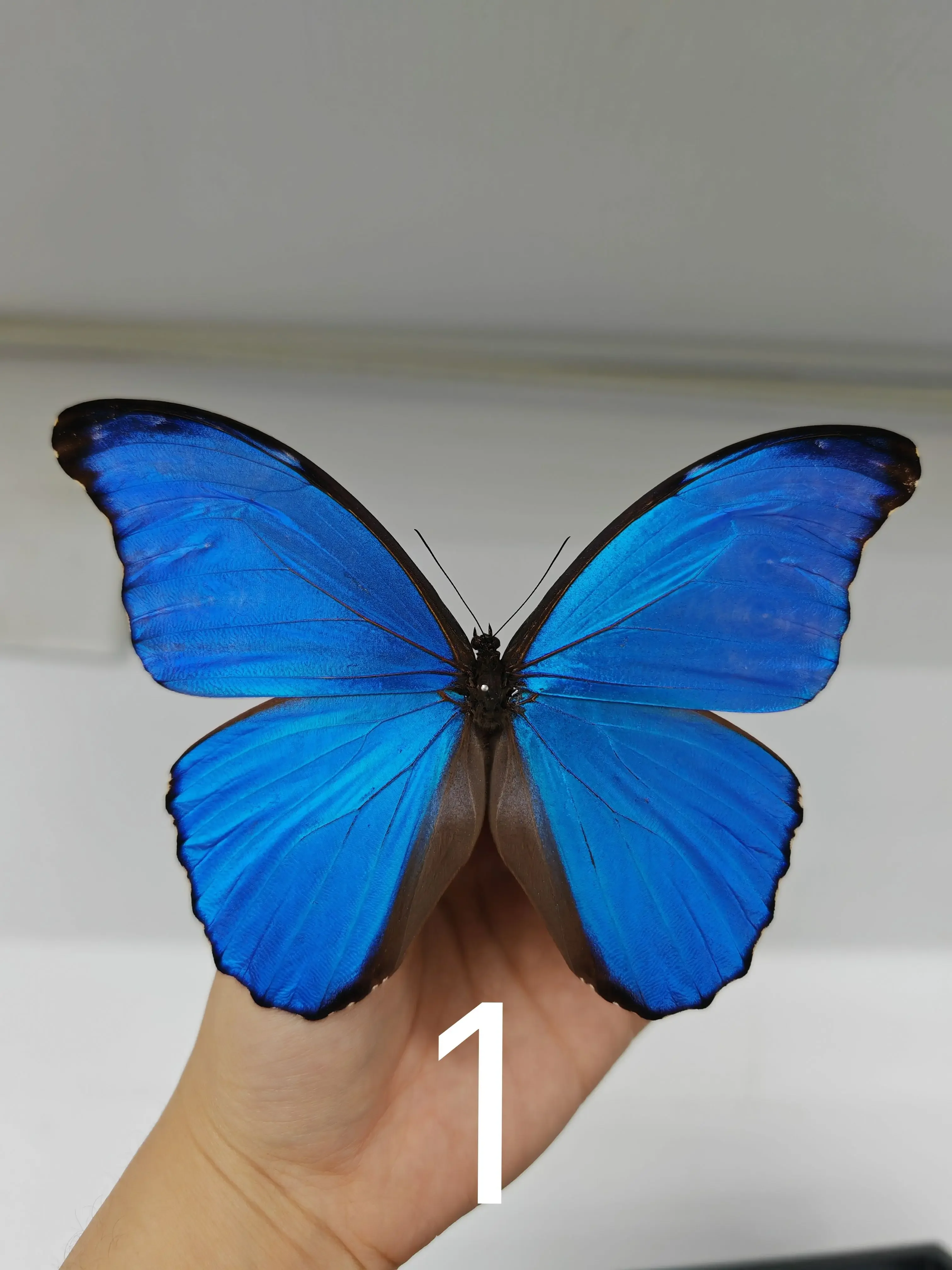 Real Butterfly Specimen Morpho Menelaus Big Blue Flash Butterfly Photo Frame Decorative Painting Ornament Birthday Gift Christma 3