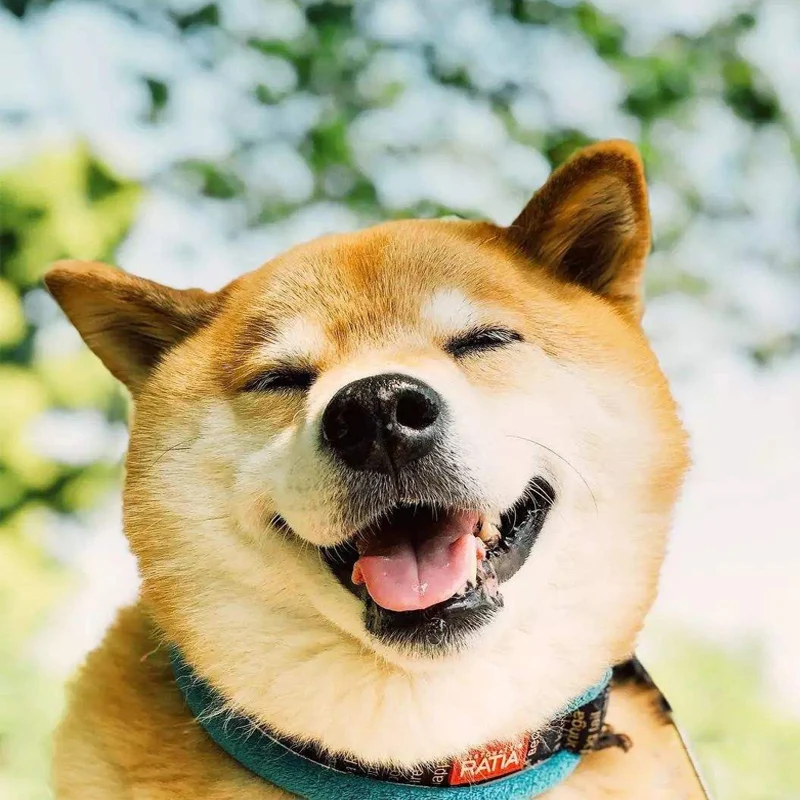 Dream House Wholesale Store