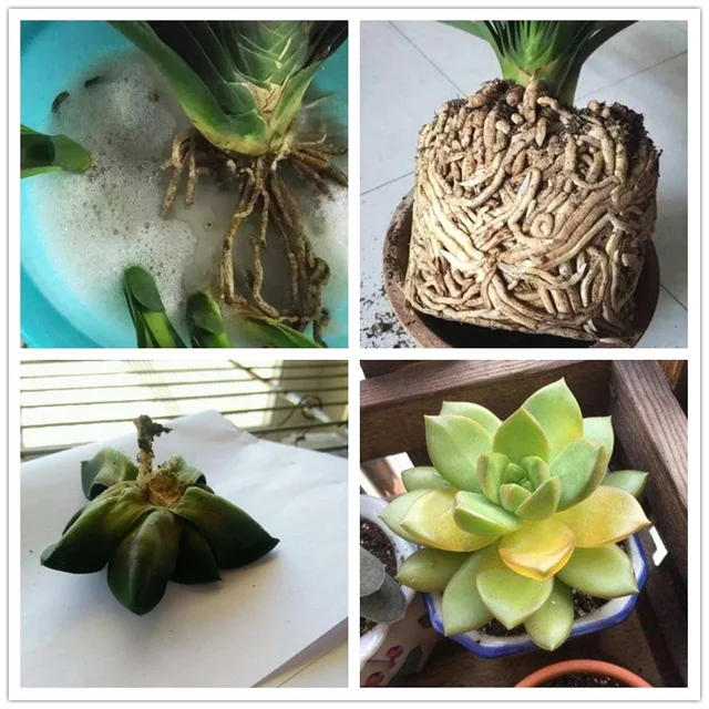 50 G Műtrágya Növekedési Hormonnal A Növények Gyökereihez - Image 5