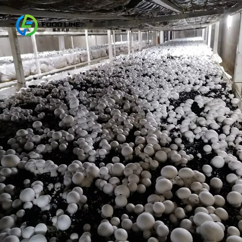 รูปสินค้า ตู้คอนเทนเนอร์เพาะเห็ดขนาด 40 ฟุต 20 ฟุต แบบกำหนดเอง พร้อมอุปกรณ์ปลูกอัจฉริยะอัตโนมัติสำหรับฟาร์มเชิงพาณิชย์