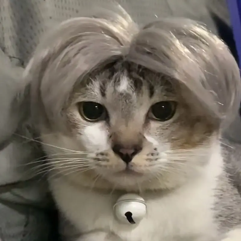 

Pet Wigs Cosplay Props Cat Wig Hat Funny Pets Clothes Cap Fancy Party Dogs Cosplay Costume Kitten Puppy Hat Pet Accessories
