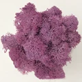 Taro purple