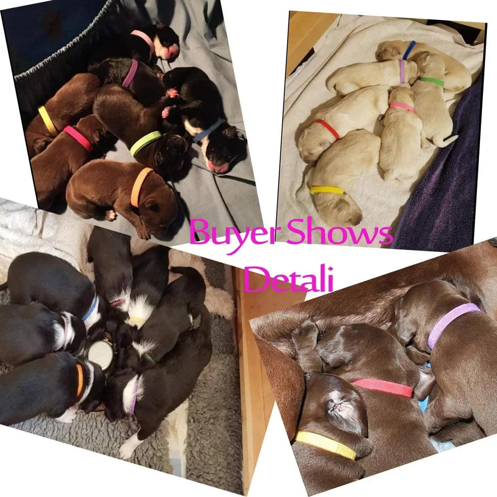 12 Pcs/Set Soft Nylon Puppy Newborn Pet ID Identify Collars Adjustable Colorful Whelping Small Dogs Cats Kitten Velcro Collars dog collar pet collar