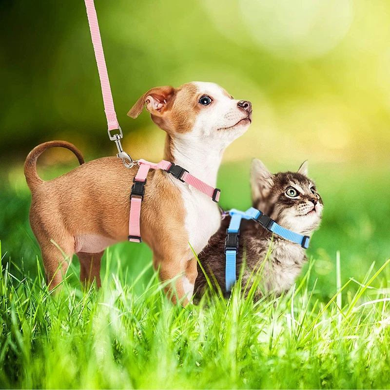 Affordable Sphynx Cat Harness & Leash Set – Lightweight Outdoor Walking Accessories for Cats