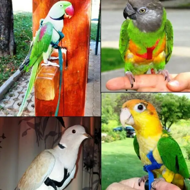 Bird Rope Parrot Harness Parrot Release Accessory Traction Rope For Birds  Bird Walking Parrot Training Rope For Outdoor Training - AliExpress