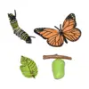 Animal Life Growth Cycle Figure Teaching Tools Science Birthday Gifts Puzzle Biology Model for Boys Girls Preschool Learning 2