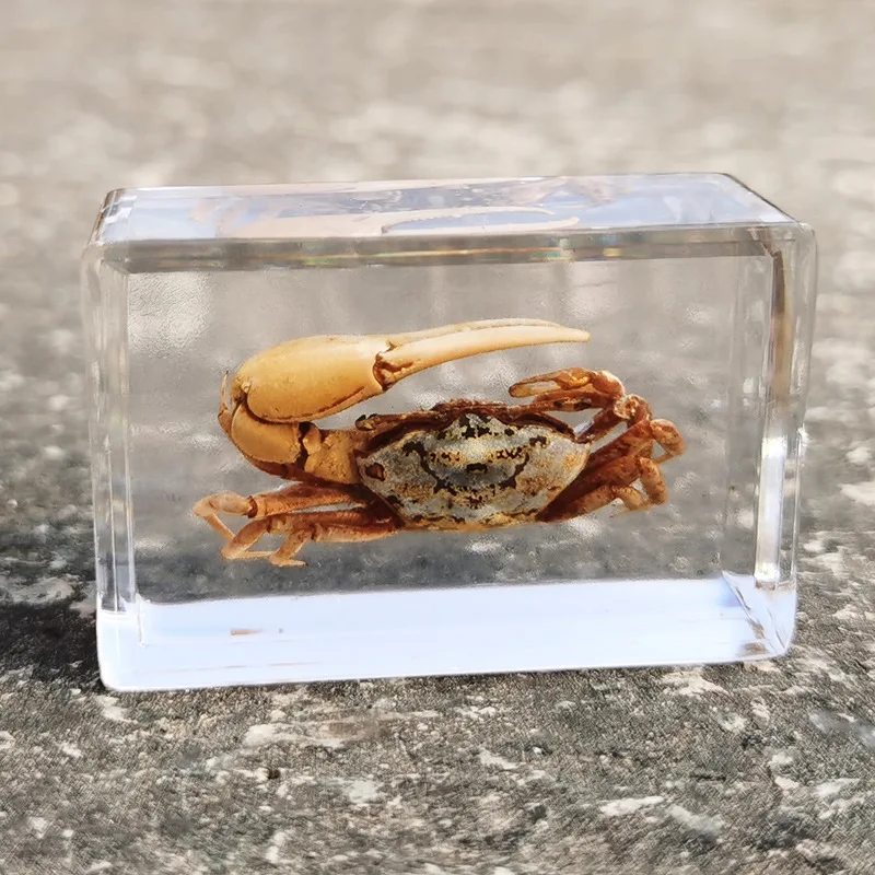 New real insect specimen transparent resin spider autumn beetle scorpion wasp 