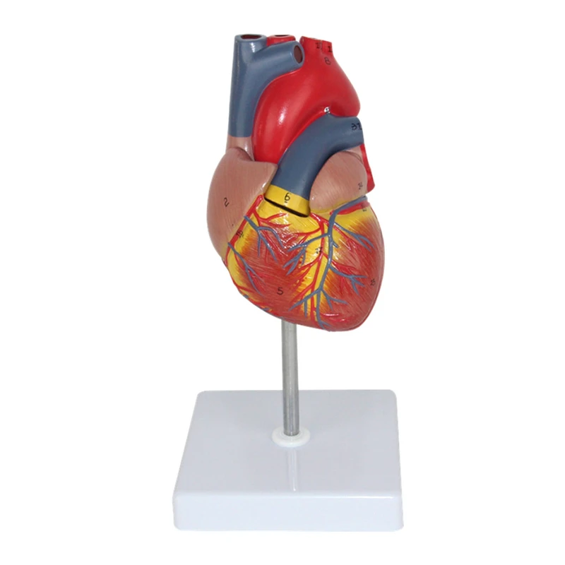 

1:1 Life Size Human Heart Model Disassembled Anatomical Human Heart Model Anatomy Medical Teaching Tool With Number Mark