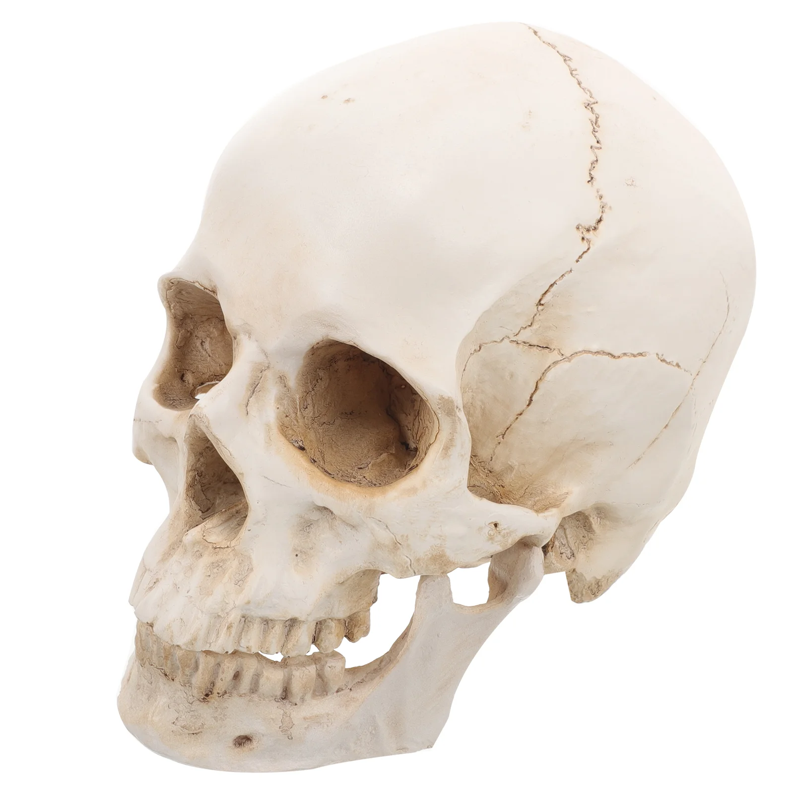 

Realistic Prop Lifelike Human Skull Model Resin Medical Detachable Head