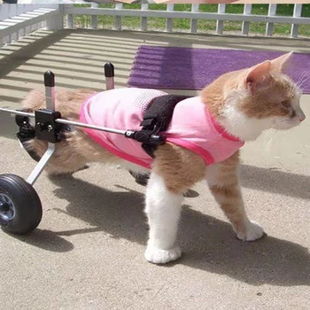 Cat Wheelchair Paralyzed Fracture Pet Hind Leg Spine Injury