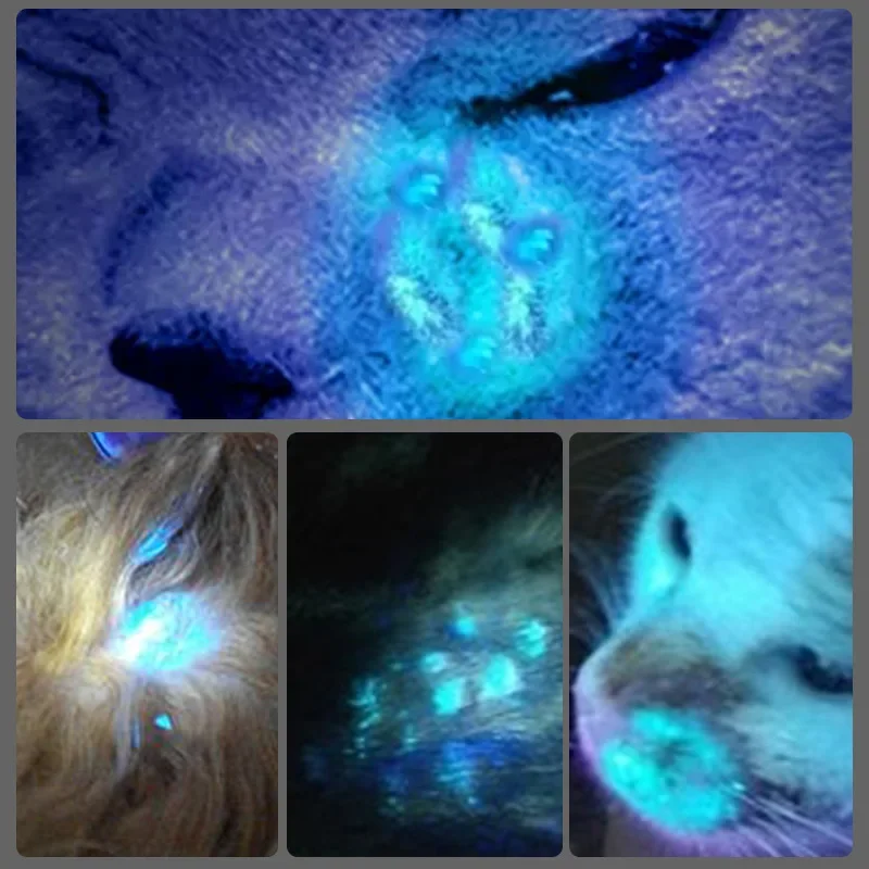 365 UV Veterinary Wood Lamp Pet Fungus Detection Waterproof Flashlight Skin Ultraviolet Light Cat Moss Tinea Light Black Mirror 4