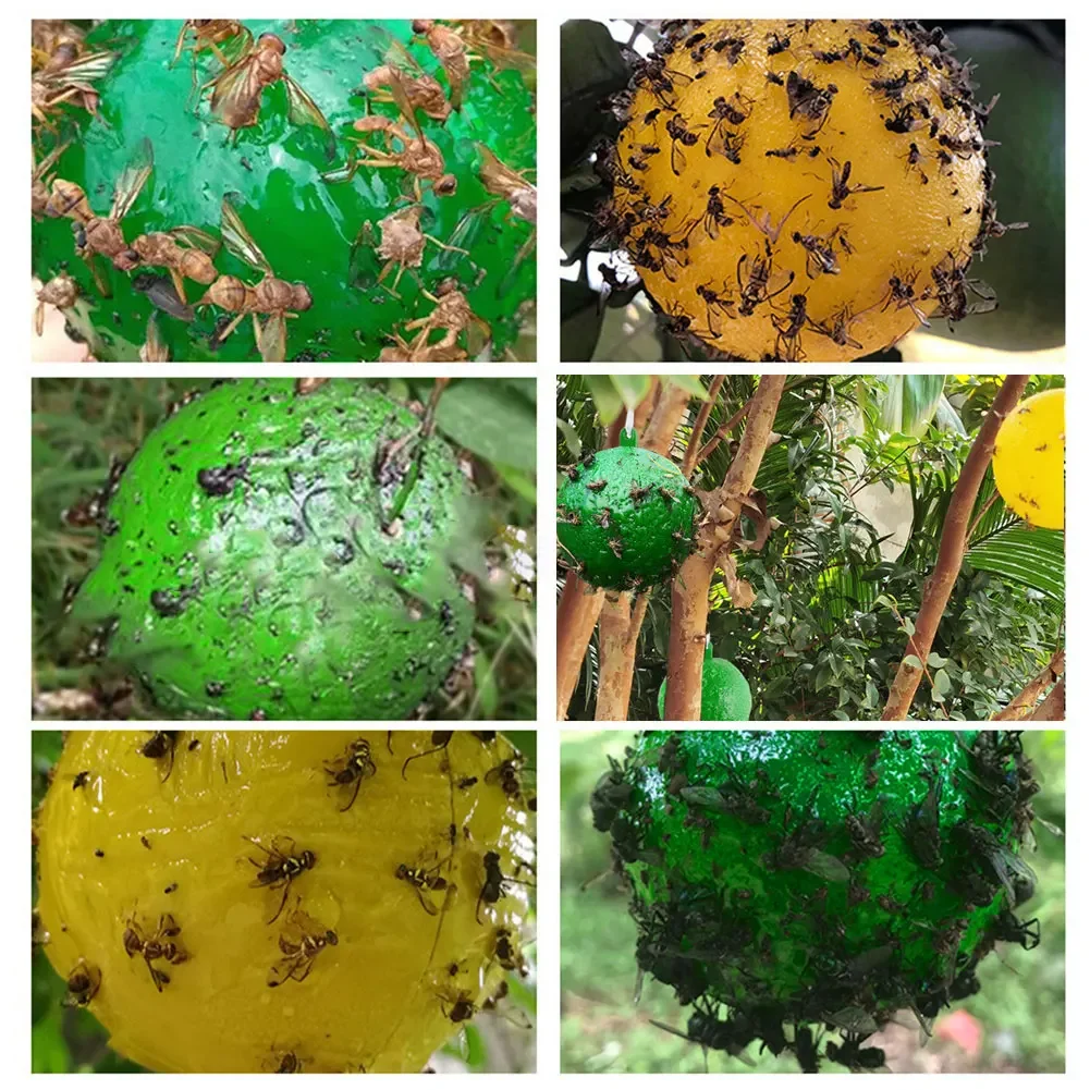 Fruit Fly Trap Glue Ball Sticky