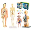 3D Montessori Puzzle Mannequin Human Anatomy Model Children's Learning Organs Toys Educational Body Learning Tools STEM Toys 3