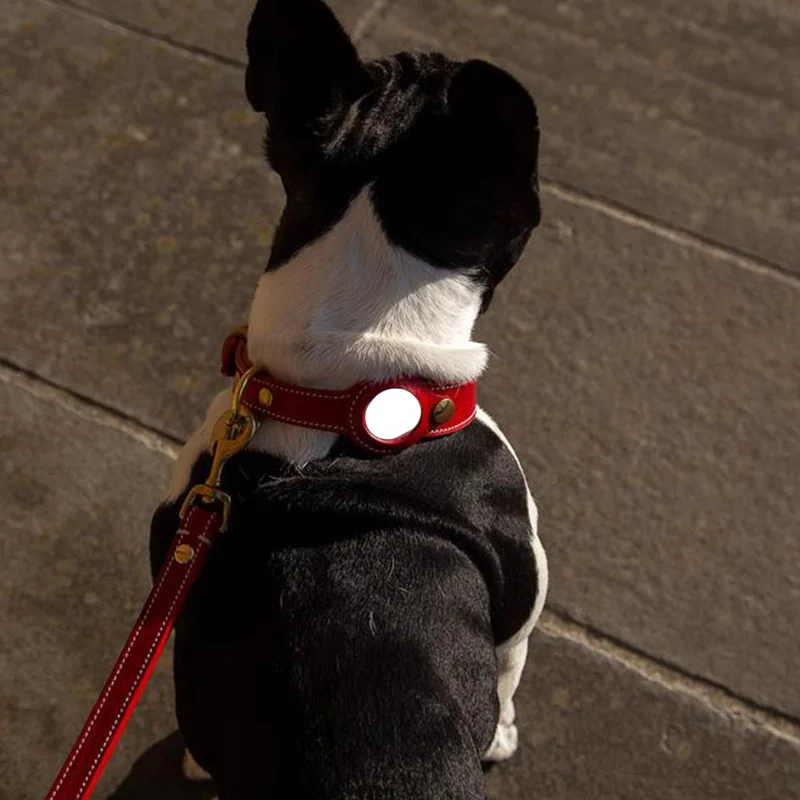 Dog Collar - Premium Leather