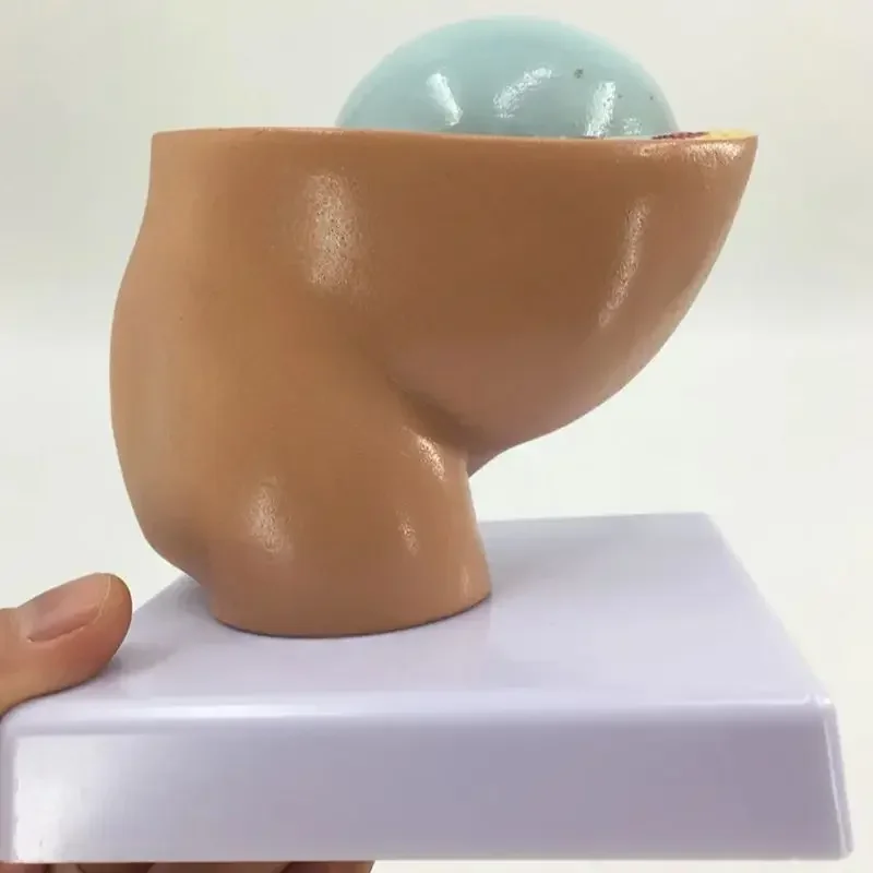 Life-Size Pregnancy Model 6