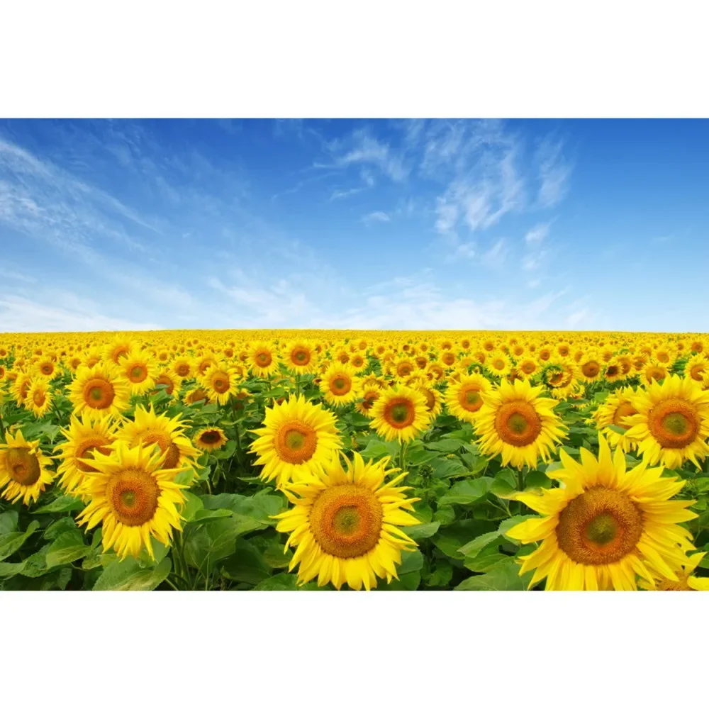 thumbnail image 1 of MOON.QG Fondo de fotografía de campo de granja de primavera, paisaje de pastizales con girasoles, fondo para sesión fotográfica de fiesta, decoración personalizada, accesorios para fotos, 1 of 5
