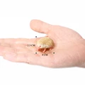 Hedgehog cub D