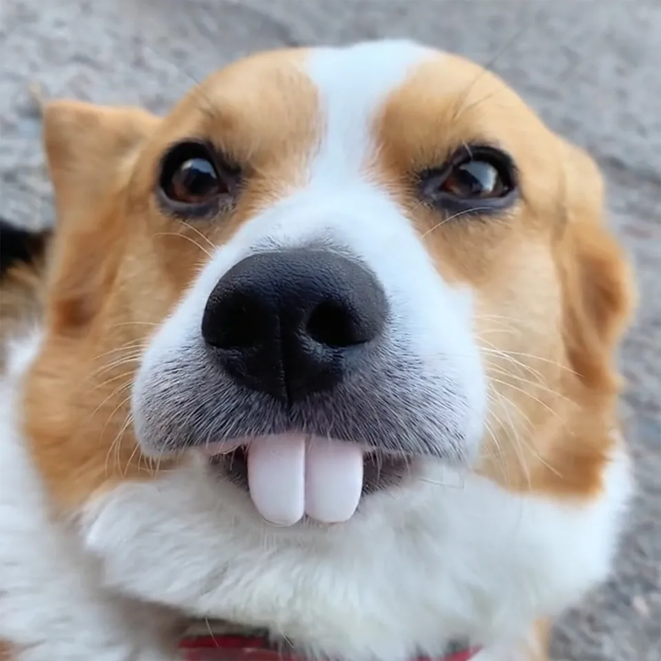 Denti Finti In Silicone Per Cani – Giocattolo Divertente E Accessorio Per Feste, Facile Da Pulire