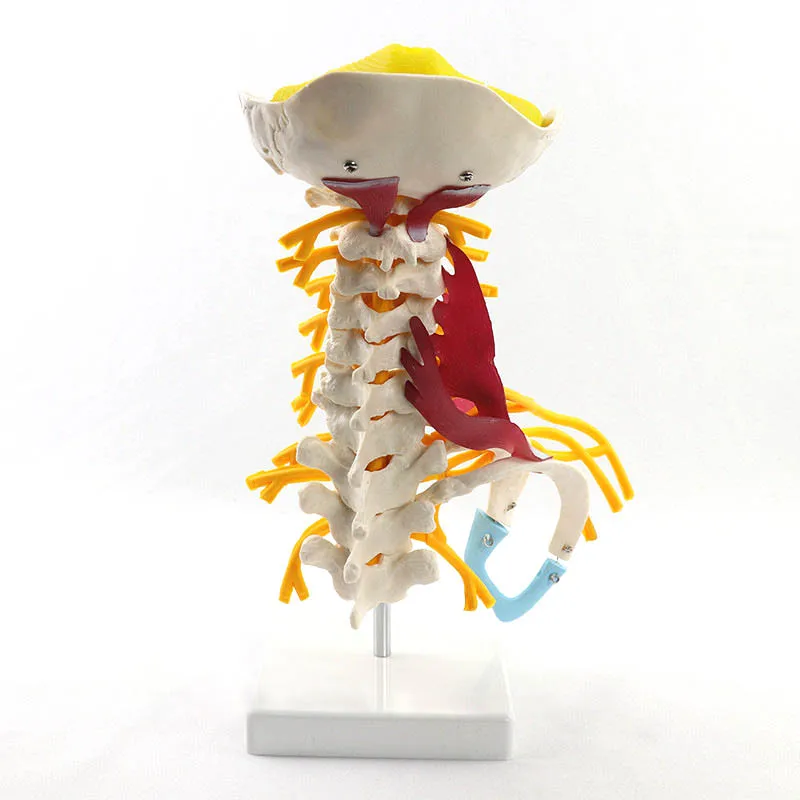 

1:1 Human Cervical Spine Anatomy Model Medical Science Teaching Resources Dropshipping