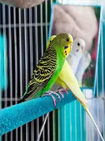 Pet Claw Grinding Stick Bird Cage Perch Stand Stick Parrot Stand Rod Claw Grinding Cleaning Toy Bird Perch Stand Random Colors 2