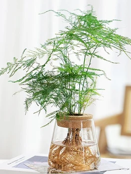 Hydroponic Plant Home Vase Decor Transparent Hydroponic Flower Pot Soilless Plant Pots Office Desktop Green Plants Pot Potted 3