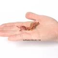 Mini Insects 2