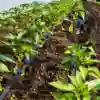 60 Pieces Irrigation Drip Emitter Garden Flag Irrigation Dripper Trees and Shrubs (Blue Black 2GPH) 4